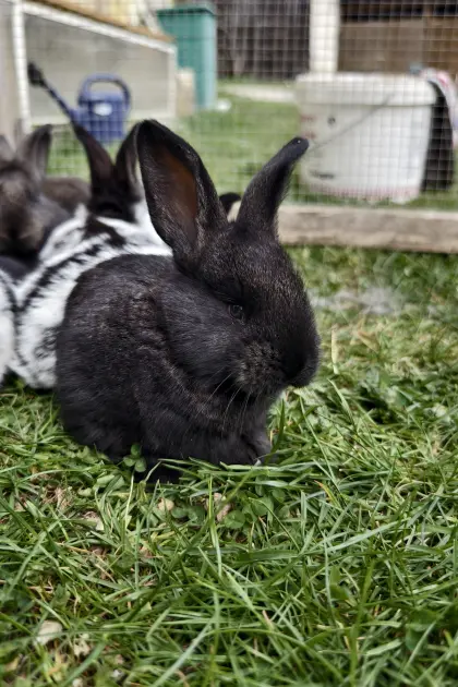 Deutsche Riesenschnecke Mix Kaninchen zu verkaufen