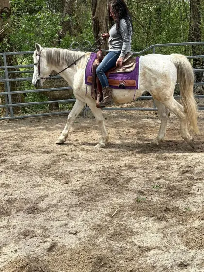 Tolles Freizeitpferd