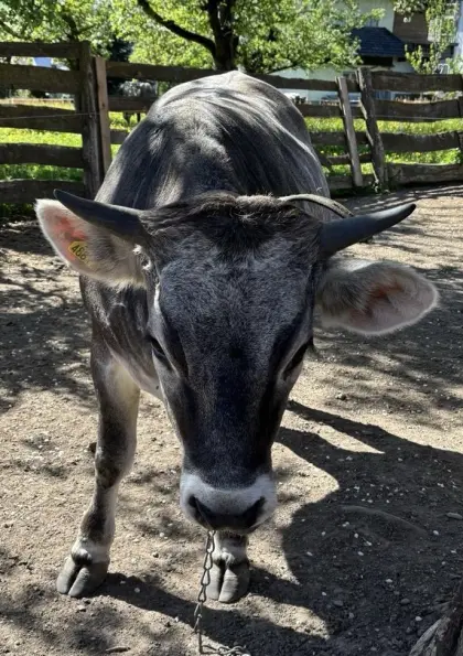 Tiroler Grauvieh Kalbin