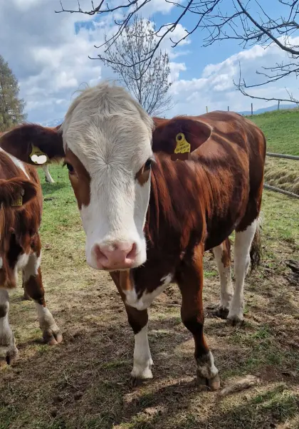 Verkaufe trächtige BIO (ZZU) Zwillings-Kalbinnen