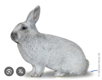 Suche Großsilber Rammler