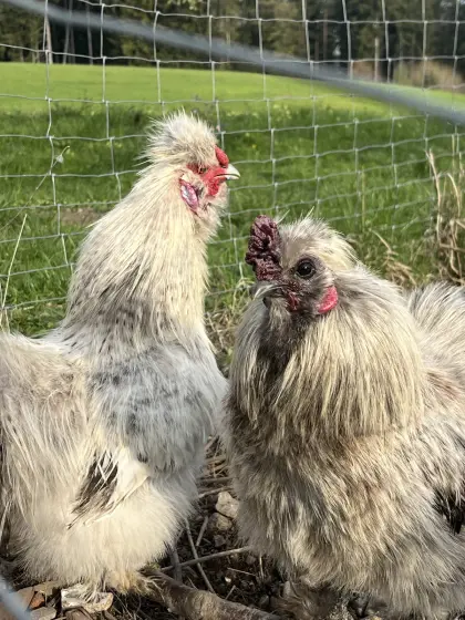 2 Seidenhähne abzugeben