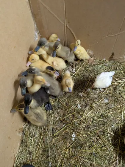 Laufenten Bruteier und Küken