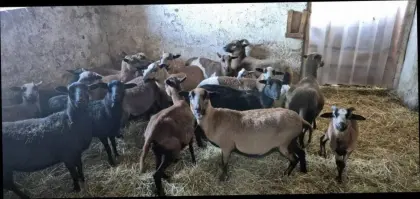 Kamerunschafe weiblich