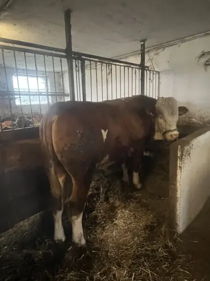 Verkaufe schönen FL Stier