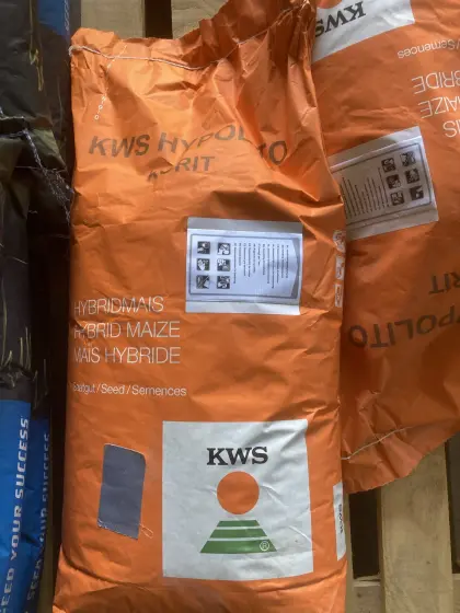 Saatmais KWS Hypolito