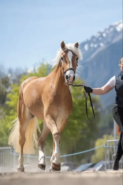 3-jährige Haflingerstute