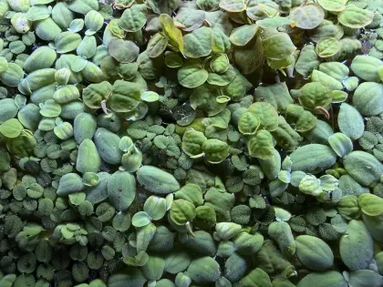 Teich, Aquariumpflanzen