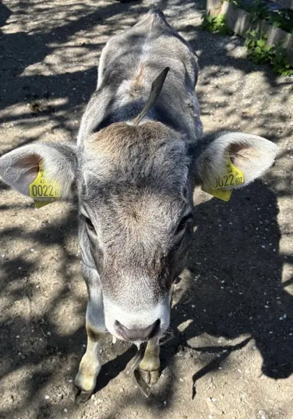 Tiroler Grauviehkalb