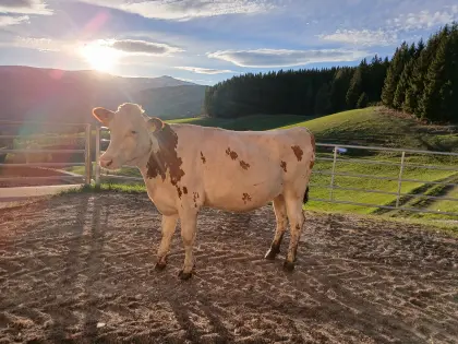 Kalbin hochträchtig zu verkaufen