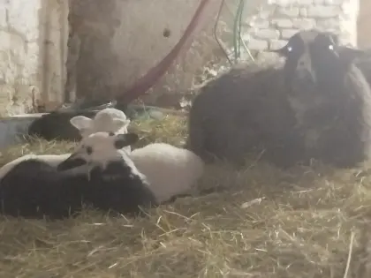 Weideplatz und Winterstall