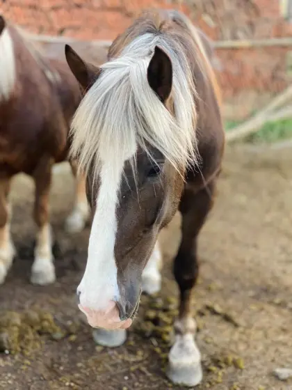 3-jährige Noriker Stute zu verkaufen