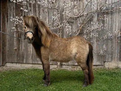 Mini Shetland Stute (Buckskin)
