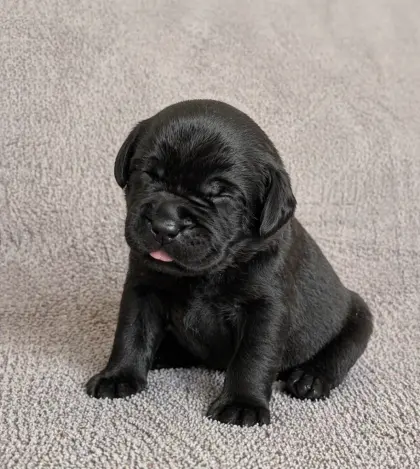 Labrador Retriever Welpen aus VDH/LCD-Zucht (FCI)