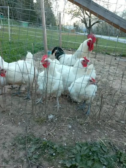 Bresse Gauloise Junghennen Suntheimer Junghahn