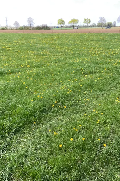 Biete Sommerweide für Jungvieh, auch dauerhaft Jungviehaufzucht
