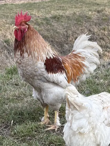 Lieber Hahn abzugeben! Handzahm!
