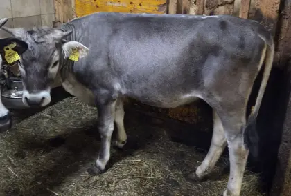 Grauvieh Jahrling zu verkaufen