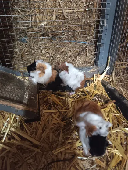 Meerschweinchen zu verschenken