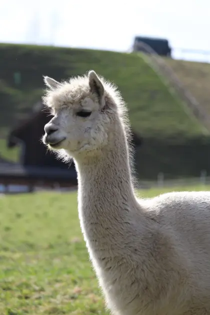 Alpakastute EM Olivia