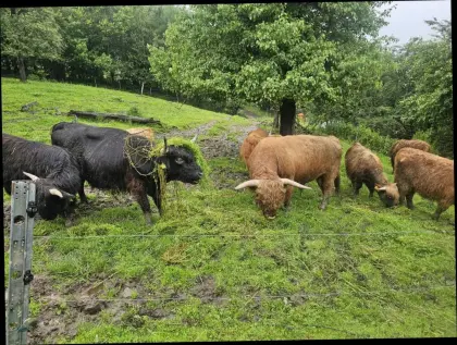 Schottische Hochlandkälbinen und Kühe BIO