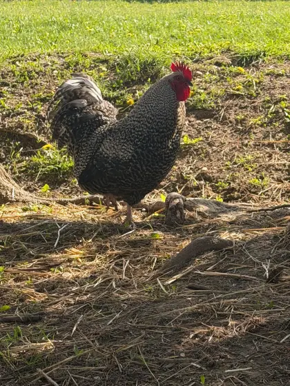 Hahn sucht schnellstmöglich neuen Wirkungskreis