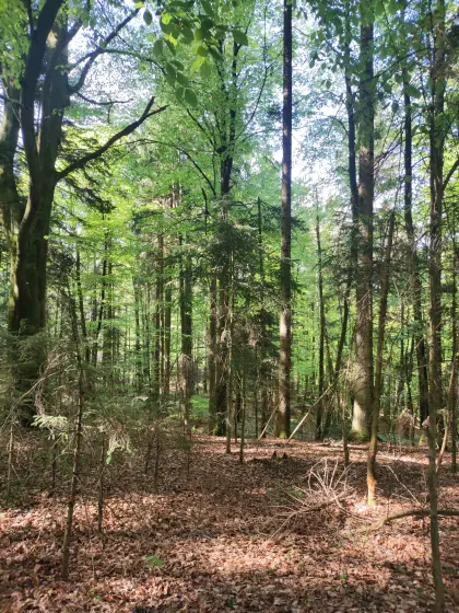 Wald in St. Johann am Walde/Nähe Frauschereck