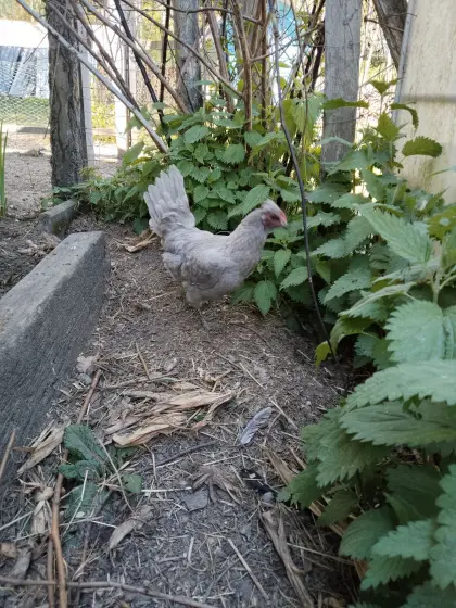 Legehenne Araucana Blue