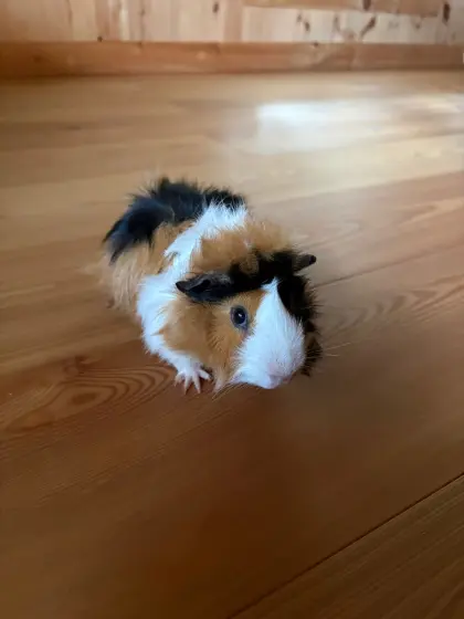 Meerschweinchen Bock