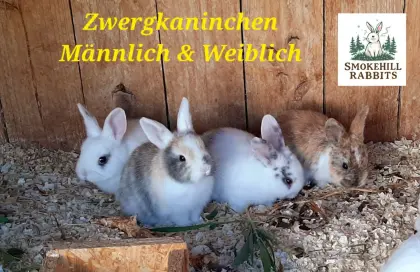 Zwergkaninchen