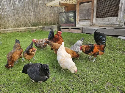 Bruteier Antwerpener Bartzwerge