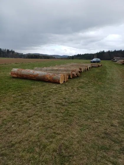 Stammholz Schnittholz Buche