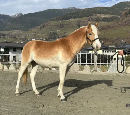 2-jähriger Haflingerwallach mit Top-Abstammung