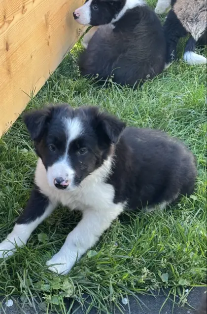 Border Collie Welpen
