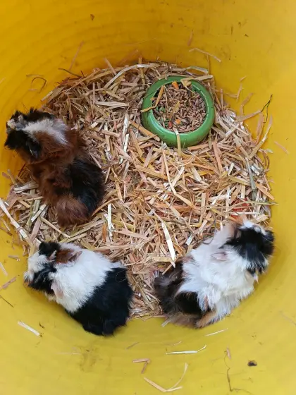 Meerschweinchen zu verschenken