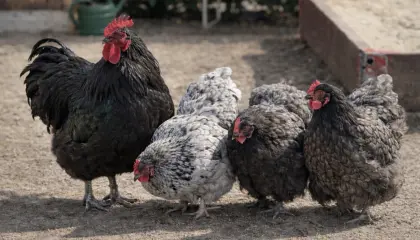 30 Bruteier Orpington schwarz blau gesäumt