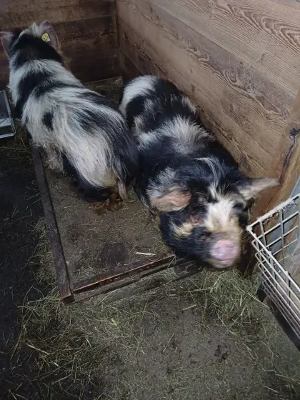 Kune Kune Schweine