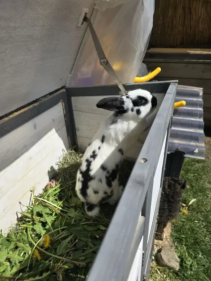 Zwergkaninchen männlich