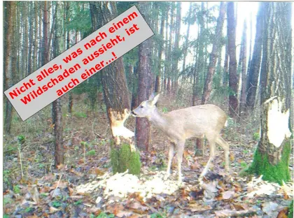 Unterstützung bei Wildschäden, Kommunikation, Jagdpacht