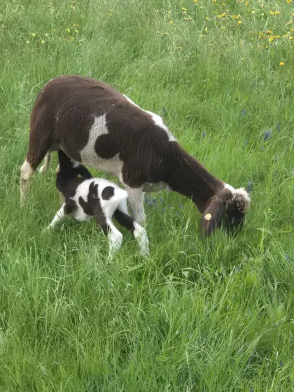Tscheggenschaf mit Lamm