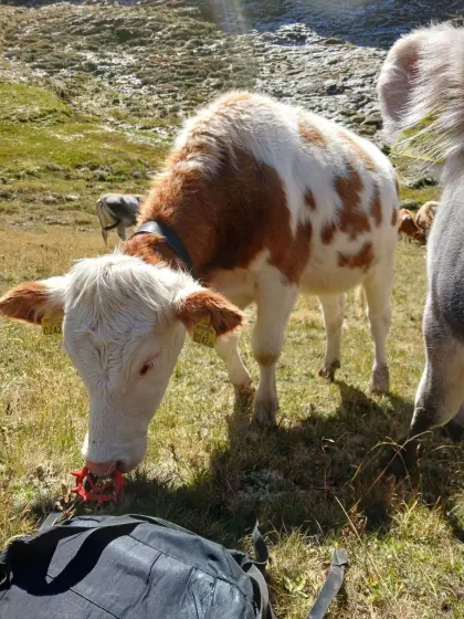 Suche Fleckvieh-Kälber