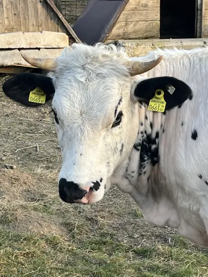 Pustertaler Sprinzen Kalbin BIO