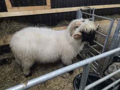 Walliserschwarznasen Widder G1