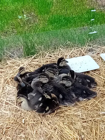 Wildentenküken auf Vorbestellung