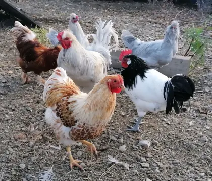 Suchen kleine Landwirtschaft im Raum Murtal/Stmk.