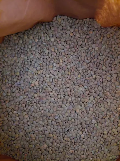 Grüne Tellerlinsen Umsteller