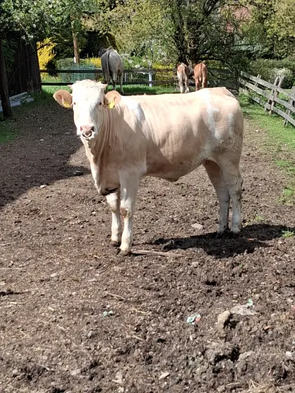 Verkaufe FV/BA Kalbin