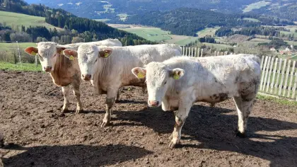 Stier Fresser BIO