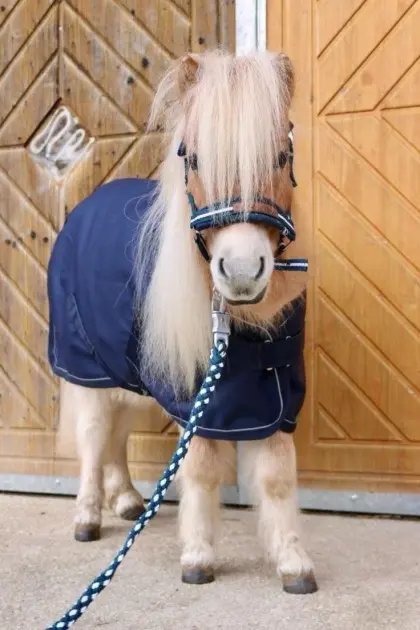 Suche Mini-Shetty-Stute