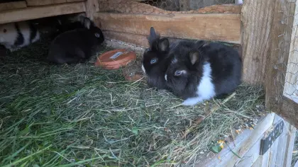 Löwenkopf-Zwergkaninchen in allen Farben zu Verkauf.